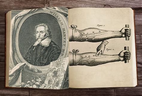 William Harvey Aristocrat Anatomist Discovery Of Circulation