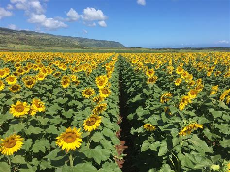 How To See The North Shores Sunflower Fields On Oahu Hawaii Magazine