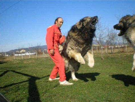 I See Your Hungarian Guard Dog And Raise You A Russian Bear Fighting