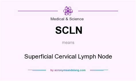 Scln Superficial Cervical Lymph Node In Medical And Science By