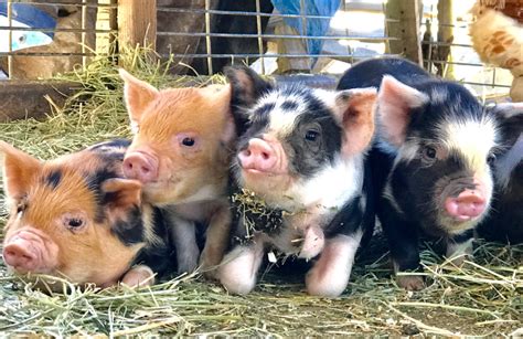 American Kunekune Pig Society Home Pig Breeds Teacup Pigs Pig