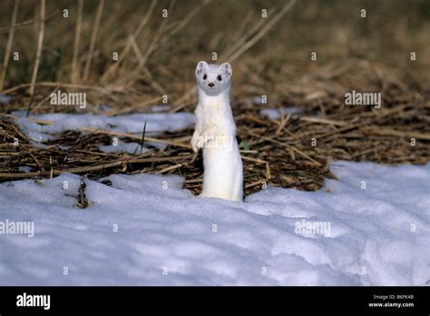 Ermine Snow Hi Res Stock Photography And Images Alamy