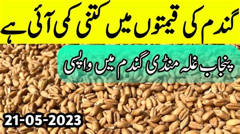 Today Wheat Price In Pakistan Gundam Rate Wheat Wheat Rate Today Youtube