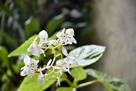 White Flowers Blurred Background Free Stock Photo Public Domain Pictures