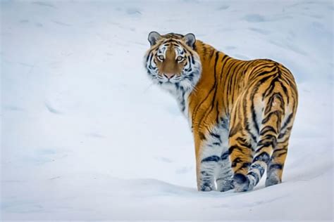 5 Fakta Harimau Siberia Salah Satu Hewan Terlangka Di Dunia