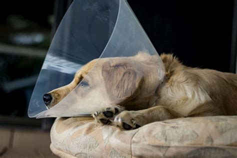How To Look After Your Pet After Surgery Matraville Veterinary Practice