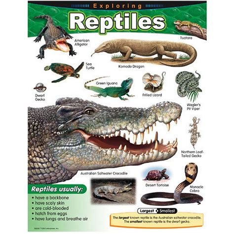 Exploring Reptiles Learning Chart T 38181 Trend Enterprises Inc