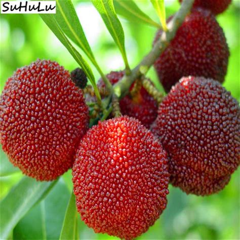 Buy Import Bayberry Fruit Rubra Myrica Arbutus