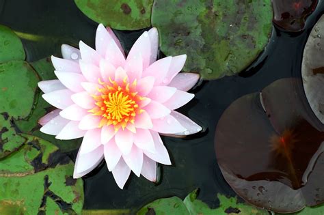 Surprise your loved ones with a fresh proflowers® flower delivery. Information About the Lotus-eaters in Greek Mythology ...