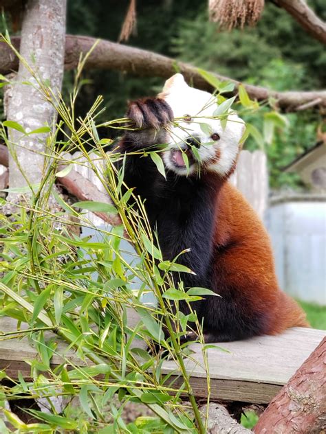 Panda Monium Sequoia Park Zoo