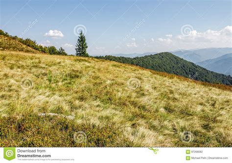 Spruce Tree On A Grassy Meadow Near The Mountain Peak Stock Photo