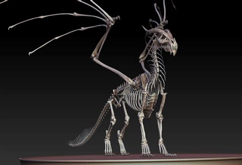 Dragon Skeleton Anatomy