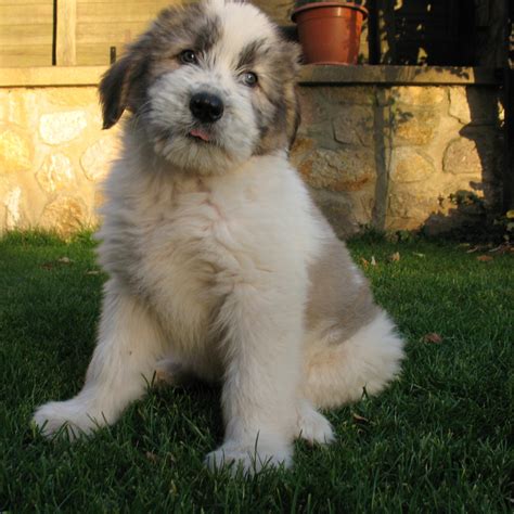 The romanian mioritic shepherd dog is a large breed of livestock guardian dog that originated in the carpathian mountains of romania. Mioritic Breed Guide - Learn about the Mioritic.