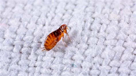 The Best Ways To Get Rid Of Fleas In Your Home