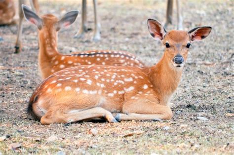 Baby Sika Deer — Stock Photo © Mazikab 47694447