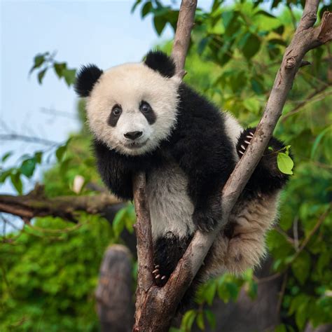 How Many Giant Pandas Are Left In The World Readers Digest