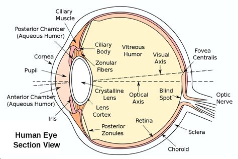 35 Detailed Eye Diagram Wiring Diagram List