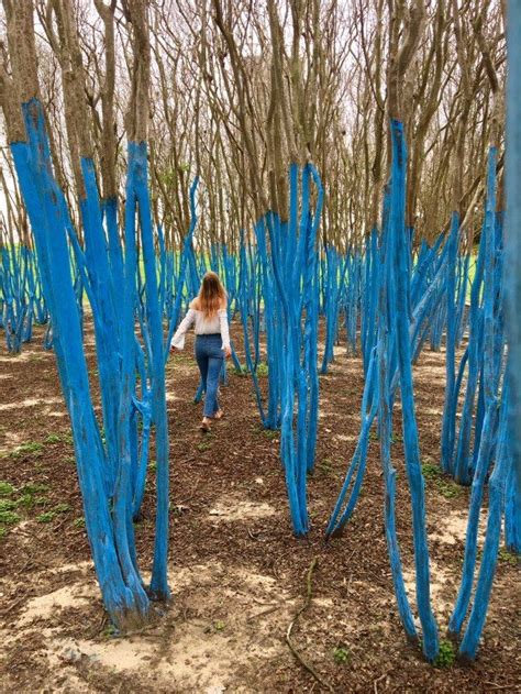 Colored Blue Trees In Houston Near Buffalo Bayou At Waugh And Memorial