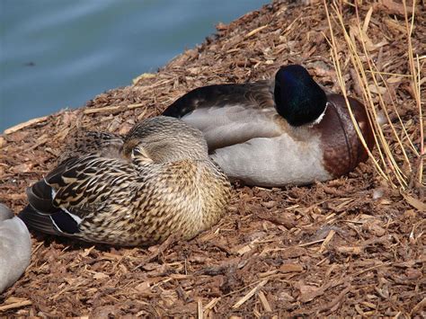 Sleeping Ducks Photograph By Valia Bradshaw
