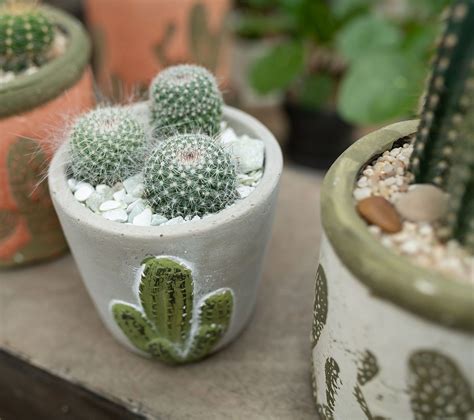 Gorgeous Cacti Love These Southwestern Style Cactus Pots Theyre