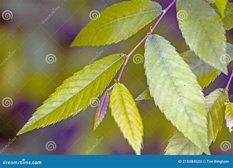 Winged Elm Leaves Up Close Stock Image Image Of Southeastern 215284533
