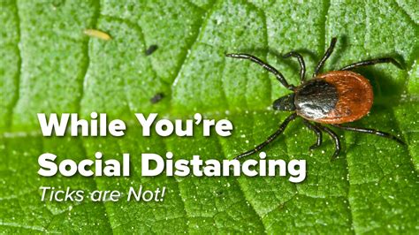 While You Are Social Distancing Ticks Are Not Johns Hopkins Lyme