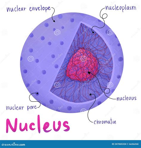 Anatomy Of Nucleus Cells In Human Body Stock Illustration