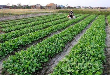 √ Cara Merawat Padi Dengan Benar - Biaya Pendidikan
