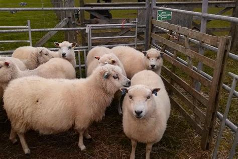 30 Shetland Breeding Ewes Sellmylivestock The Online Livestock