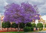 Ficha del Jacaranda mimosifolia - Todo Árboles | Todo Árboles