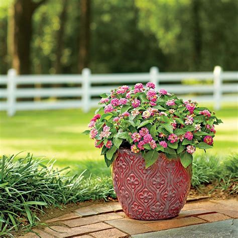 I'll sort of move them around until i settle on their permanent summer this superbena stormburst verbena hybrid from proven winners is both heat and drought tolerant and will attract butterflies. Heat-Tolerant Container Gardens for Sweltering Summers in ...