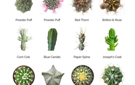 Cactus Varieties Names And Pictures Orchid Flowers