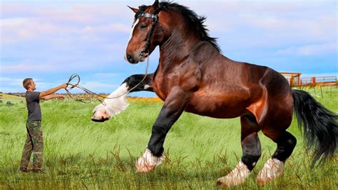 10 Absolute Massive Biggest Horses In The World Youtube