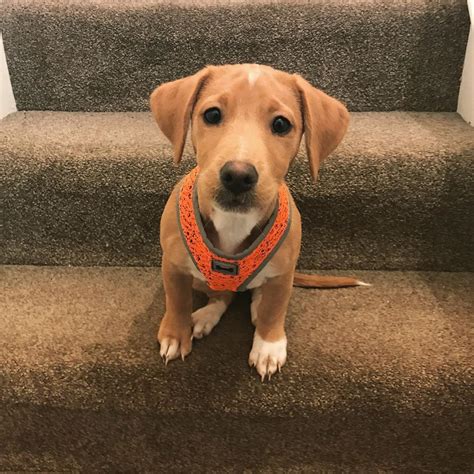 Jack Russel Lab Mix Puppy The Lively And Adorable Pet Dynamo