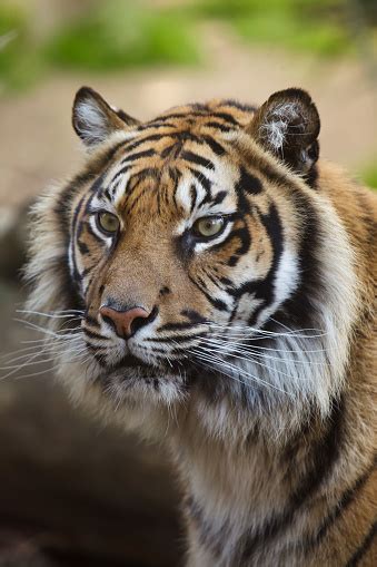 Sumatran Tiger Stock Photo Download Image Now Sumatran Tiger