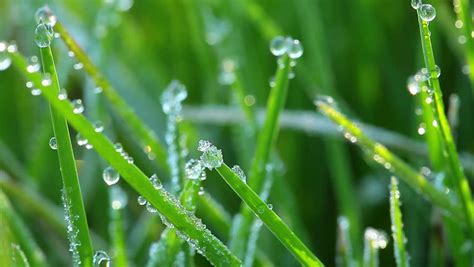 Drops Of Dew On A Green Grass Stock Footage Video 1361320 Shutterstock
