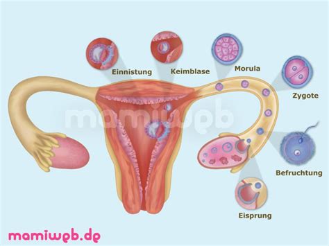 Das ist der eisprung, auch ovulation oder follikelsprung genannt. 3. Schwangerschaftswoche (3. SSW) - Mamiweb.de