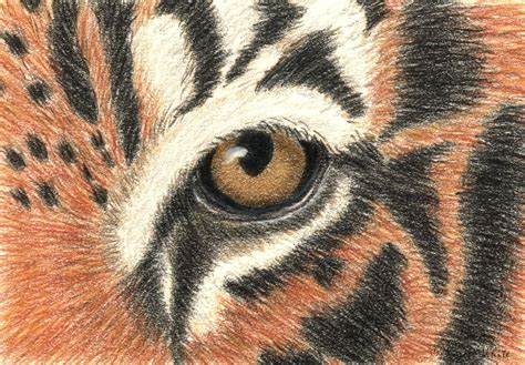 Tigers Eye Drawing I Did A Two Hour Art Workshop On Wedne Flickr