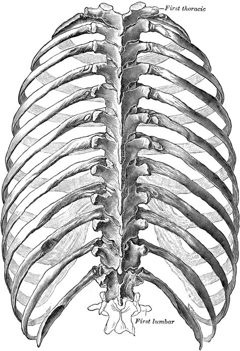Dorsal View Of Thorax Clipart Etc