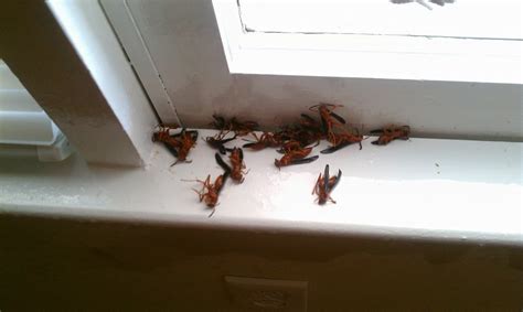 Asap pest control offers reliable exterminator services and ant management throughout suwanee and the suwanee ant control. Pest Control Services in Lithonia, GA, 30058 regions.