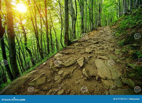 Rocky Forest Trail Path Stock Image Image Of Europe 57778175