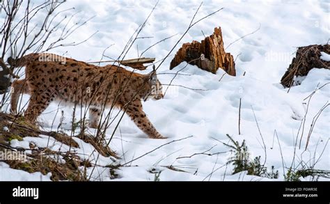 Eurasian Lynx Lynx Lynx Hunting In The Taiga In The Snow In Winter