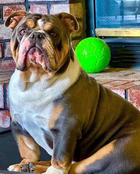 Tri Color English Bulldog Breed Info Pictures Traits And Facts