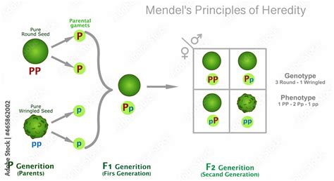 Vettoriale Stock Mendelian Genetics Heredity Peas Experiment