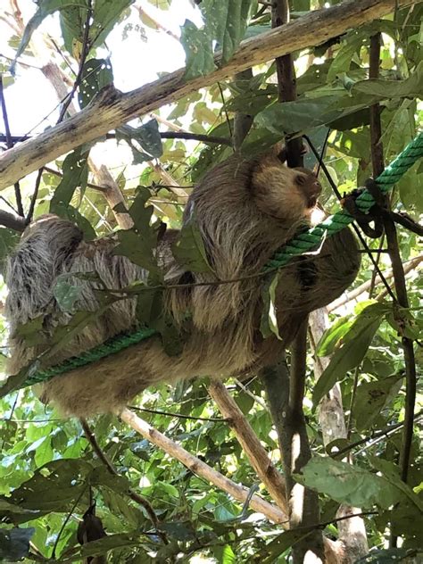 Slothy Sunday Meet The Sloth Moms Released And Thriving