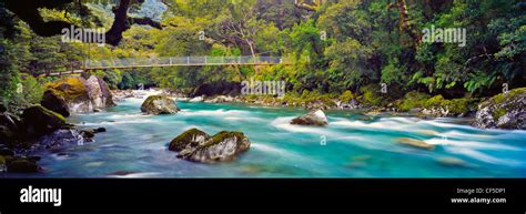 Swing Bridge Over Hollyford River In The Rain Forest Of Fiordland