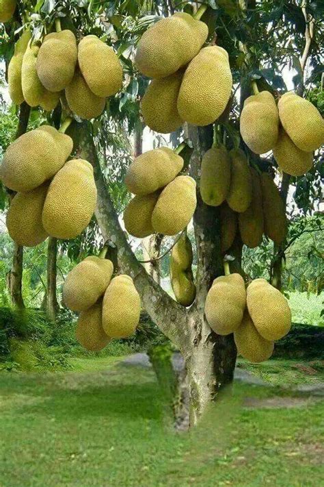 7 Jackfruit Plants कटहल Jack Fruit Kathal Artocarpus