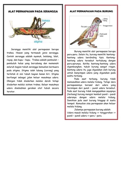 Buatlah Bagan Alur Pernapasan Dari Ikan Ular Dan Gajah | Ruang Ilmu