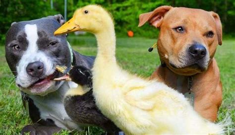 This section contains lots of tips on natural dog behavior. Pit Bulls Fell In Love With Their Baby Ducks The Second They Met Them - The Dodo