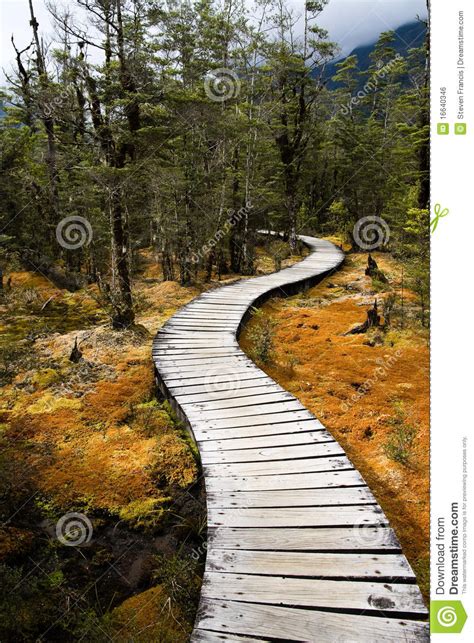 Winding Forest Path Stock Photo Image Of Hike Beautiful